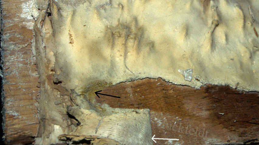 Oberflächenmycel des Hausschwammes an einem Kiefernbrett