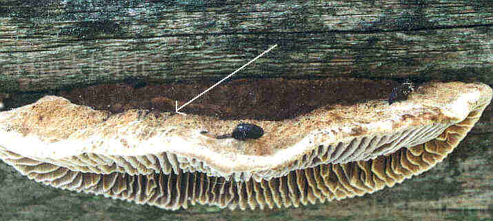 Fruchtkörper des Tannenblättlings an Kiefernholz