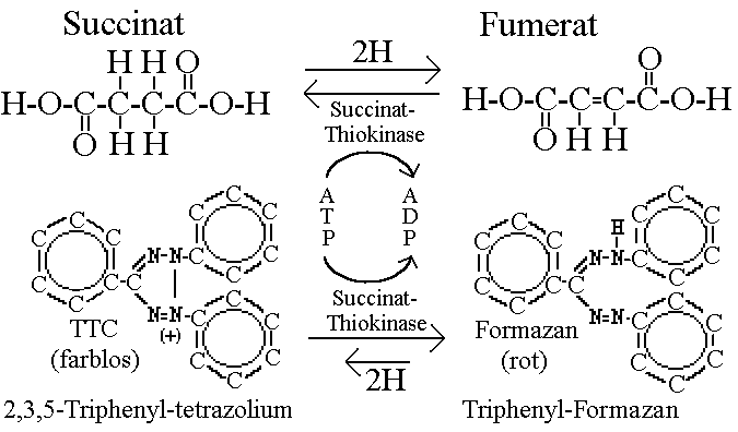 Enzymatisch katalysierte Reduktion von Succinat bzw. TTC