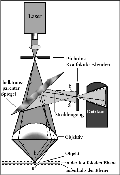 Konfokales-Laser-Raster-Mikroskop (CLSM)