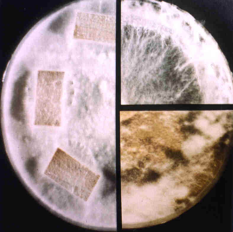 unten rechts: G. abietinum; oben rechts: A. vaillantii ; links: S. himantioides