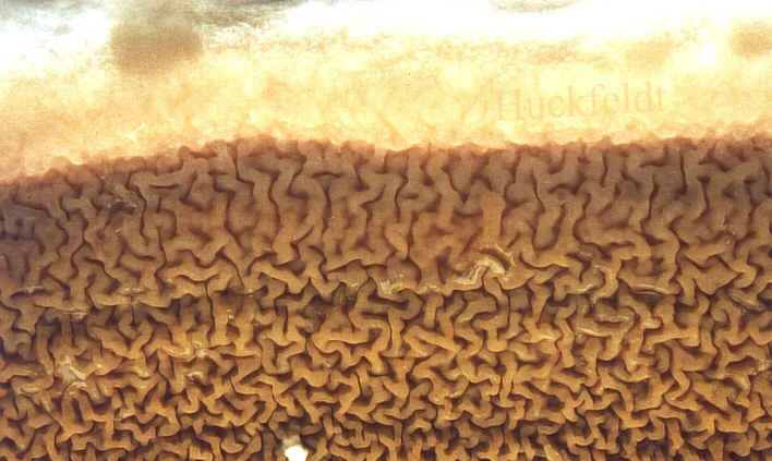 Fruchtkoerper vom Echten Hausschwamm