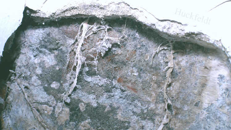 Durch kleinste Ritzen und Spalten unterm Putz kann das Mycel des Hausschwammes wachsen.