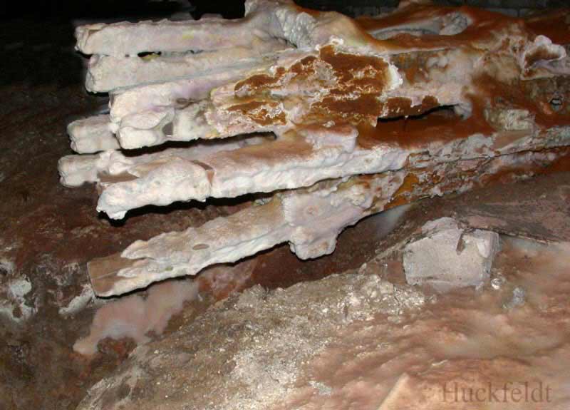 Befall mit Echtem Hausschwamm