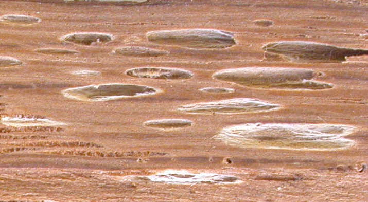Weißlochfäule des Mosaik-Schichtpilzes (Xylobolus frustulatus)