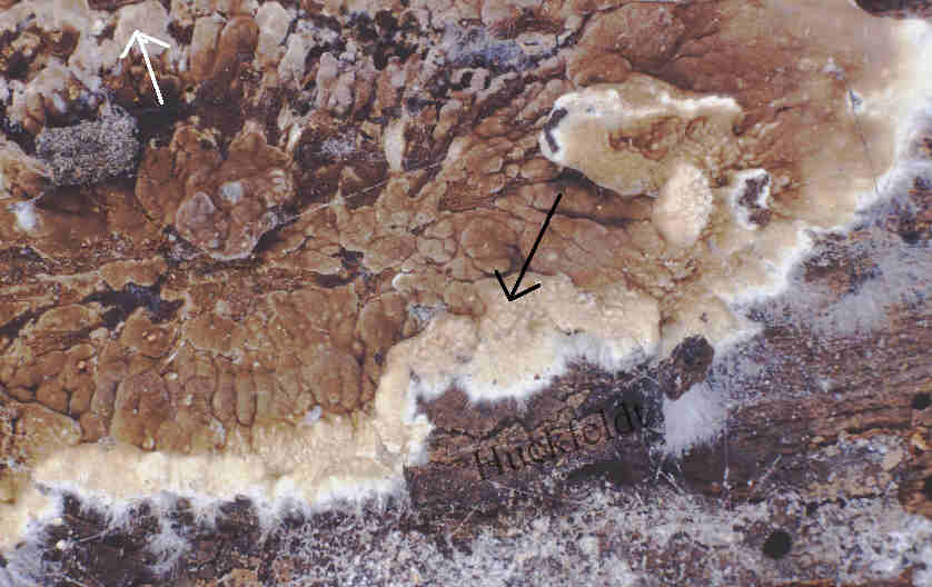 Detail des warzigen Fruchtkörpers eines Kellerschwammes 