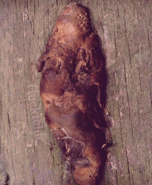 Fruchtk&ouml;rper des Eichenwirrling