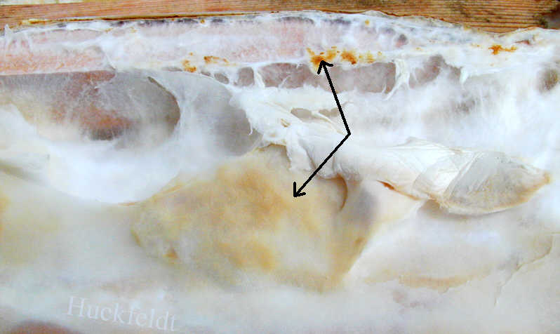 Oberfächenmycel des Ausgebreiteten Hausporlings