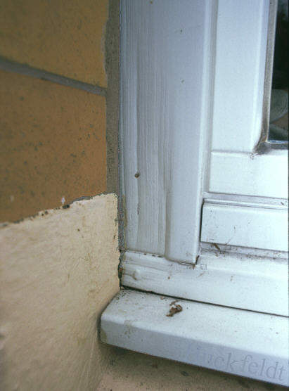 Schaden an Fenstern durch den Hausschwamm