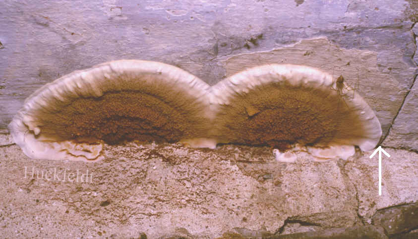 Fruchtk&ouml;rper auf dem Putz