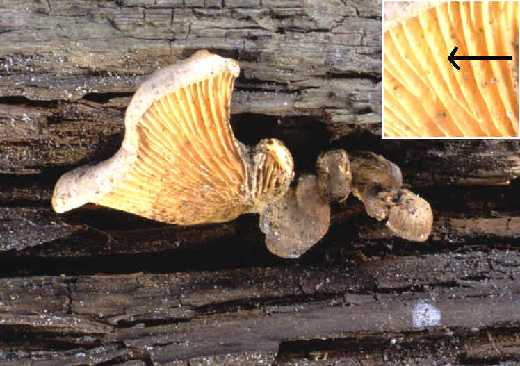 Fruchtkörper des Muschel-Kremplings (Paxillus panuoides)