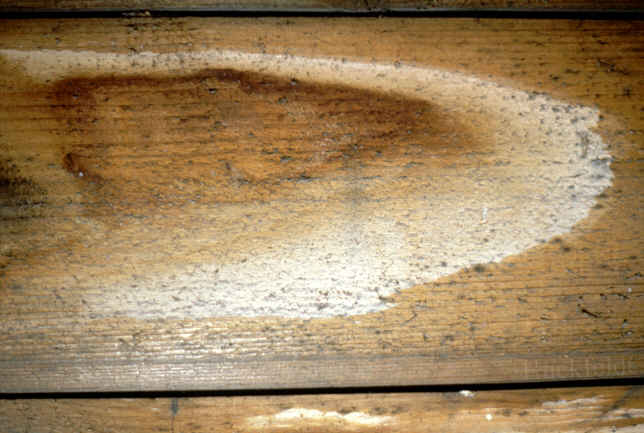 Brett einer Verschalung mit Salzauslaugung